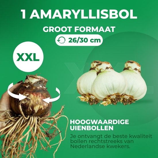 Amaryllisbollen van XXL-formaat, 26/30 cm, met wortels en schubben, gepresenteerd als 'hoogwaardige uienbollen'.