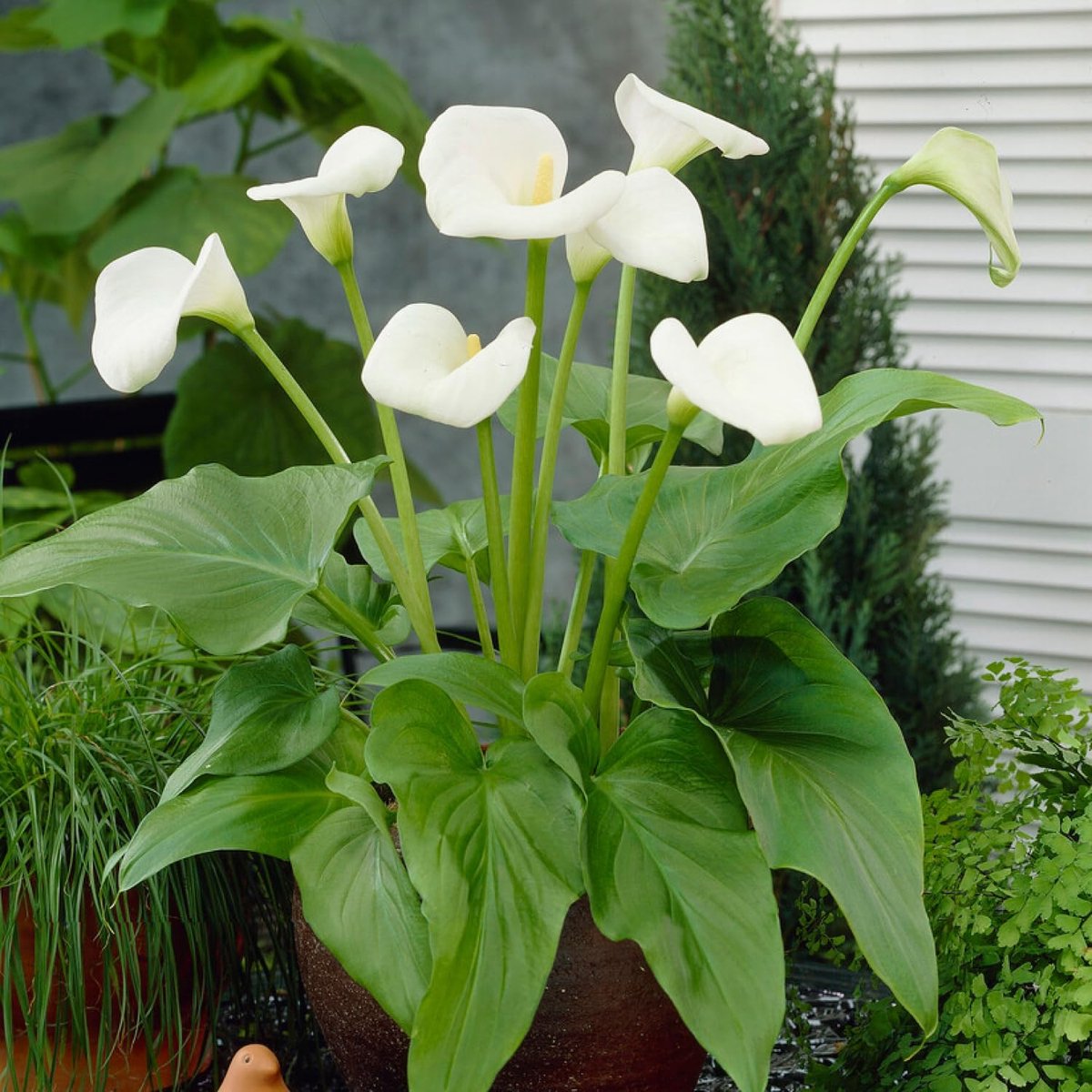 Aronskelk Bloembollen - Arum - Zantedeschia aethiopica - 1 stuk - Wit - Bloem bollen - Lelie