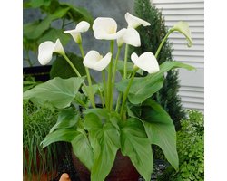 Aronskelk Bloembollen - Arum - Zantedeschia aethiopica - 1 stuk - Wit - Bloem bollen - Lelie