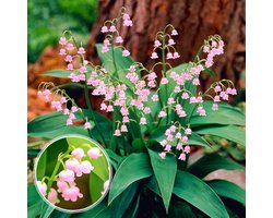 Lelietjes van Dalen Bloembollen Winterhard - Meiklokjes - Convallaria Majalis - 10 stuks - Roze - Bloem bollen - Leliebollen - Meerjarig