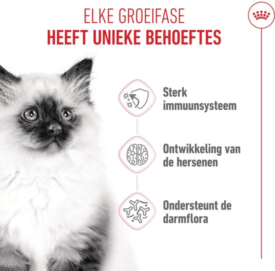 Een Siamese kitten met een sterke vacht kijkt naar de camera. Naast de kitten staan iconen die sterke immuniteit, hersenontwikkeling en darmflora ondersteunen.