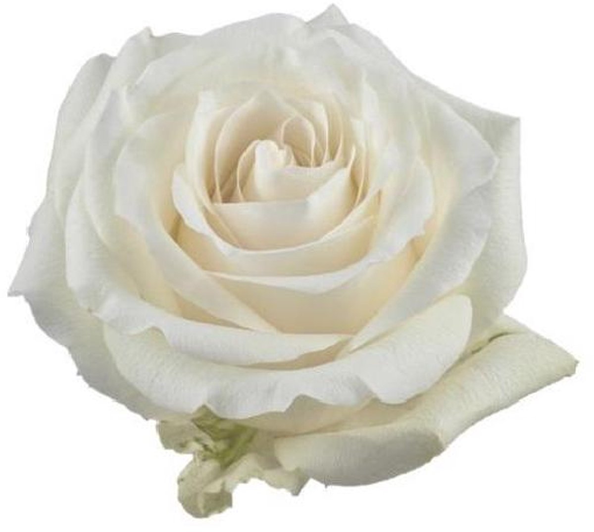 25x Rosa proud 50cm