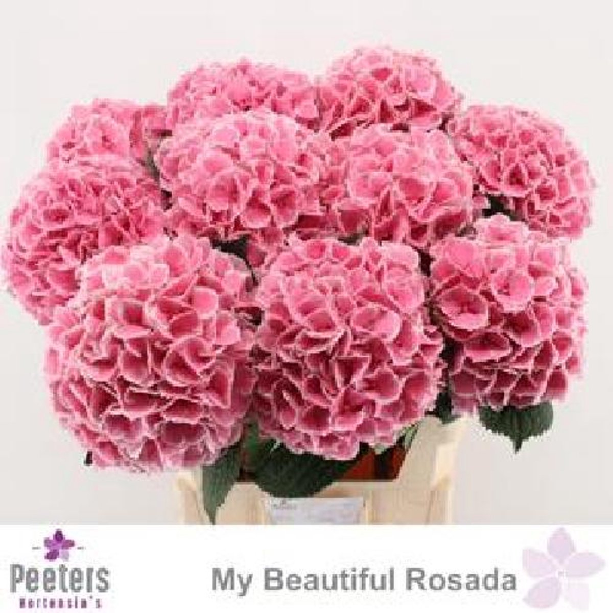 5x Hydr.my beautiful rosada 80cm