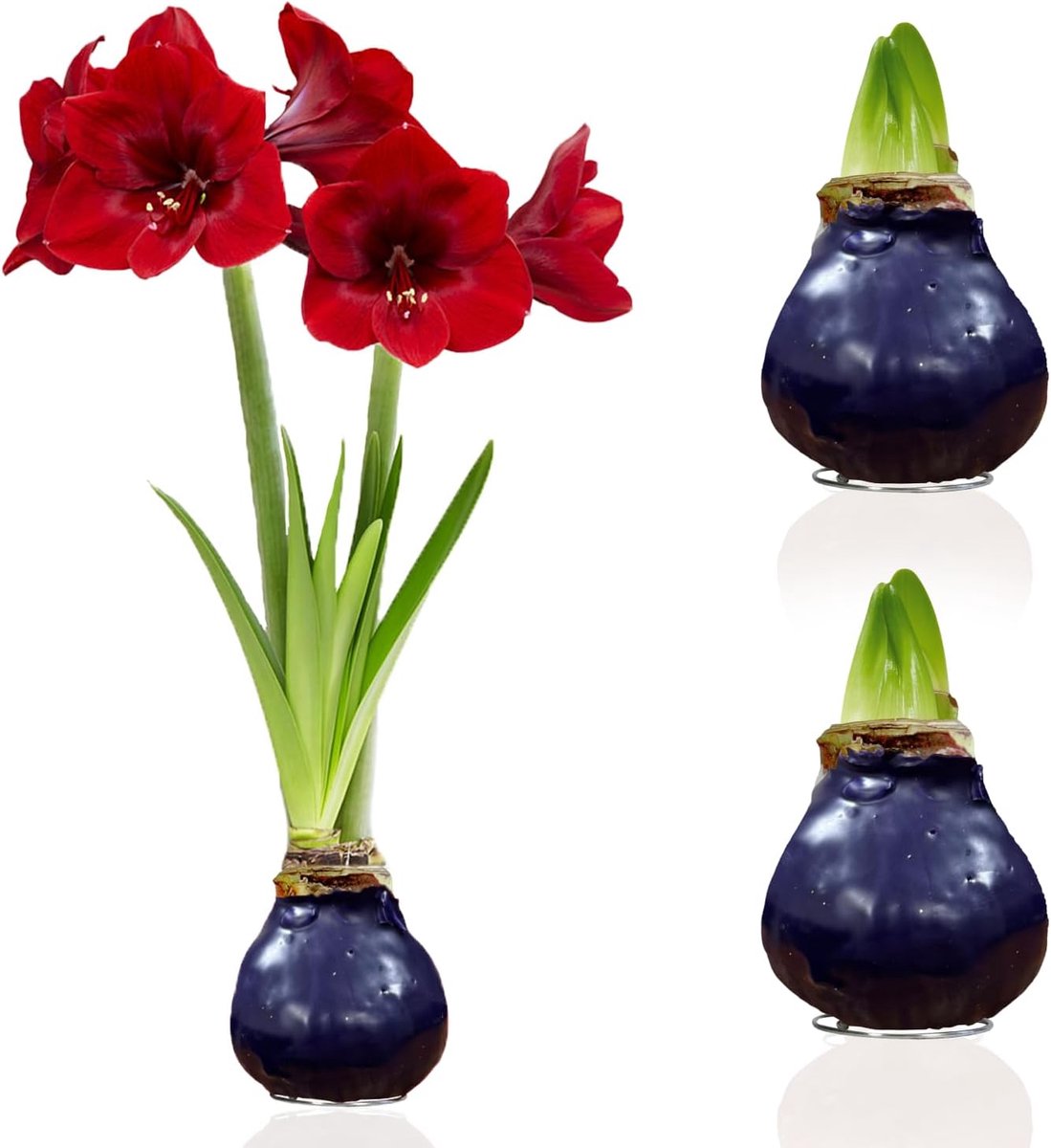 Amaryllis Bollen in Wax - Paars - Bloembollen - 2 stuks - Bloem bollen - No Water Flower