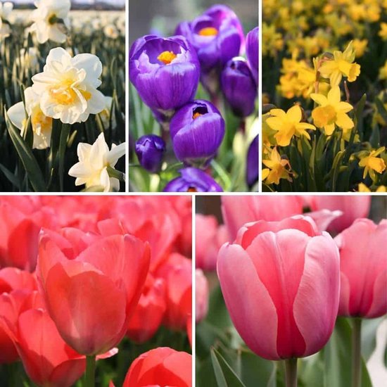 Flowerbulbs Amsterdam - Super Lasting Wild Mix - Sachet de valeur durable, 100 bulbes de fleurs pour 2,5 m2 de beauté florale