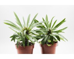 Ikhebeencactus | Pachypodium lamerei | Madagaskar palm | Mooie set van 2 planten | 8,5 cm pot | Makkelijke en unieke kamerplanten
