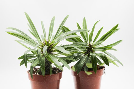 Twee Pachypodium lamerei planten in bruine potten met lange, groene bladeren op een witte achtergrond.