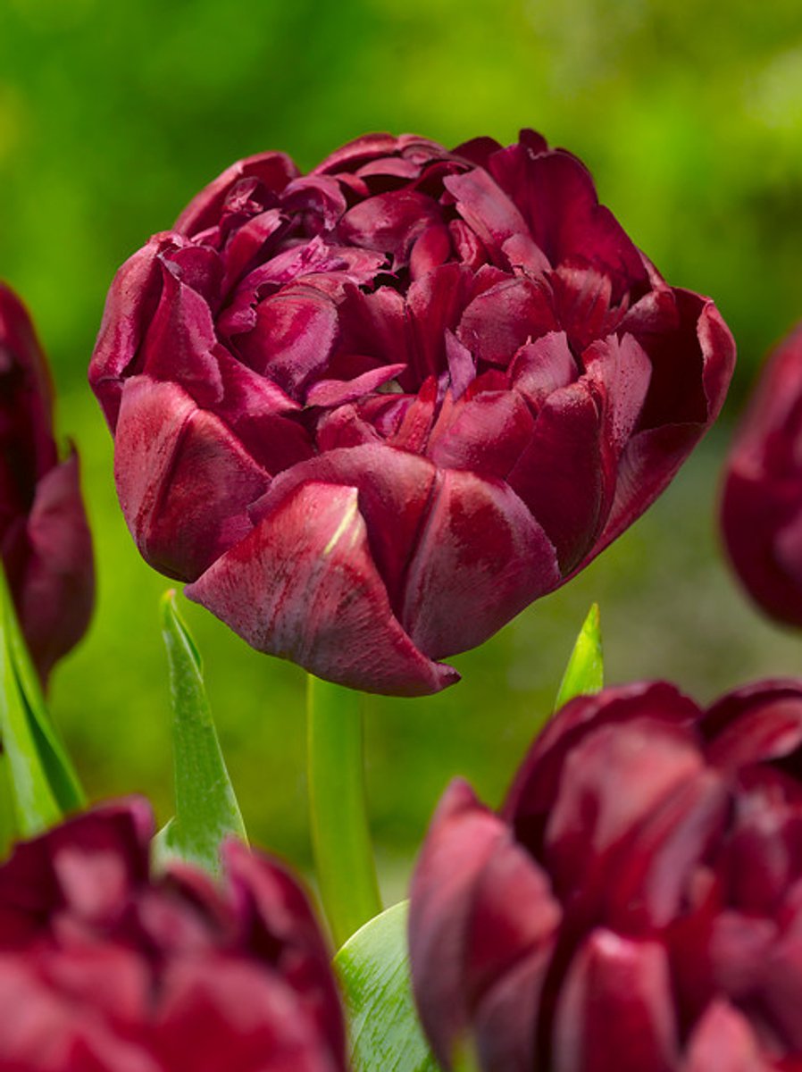 20x Tulpen 'Uncle tom' - BULBi® Bloembollen met bloeigarantie