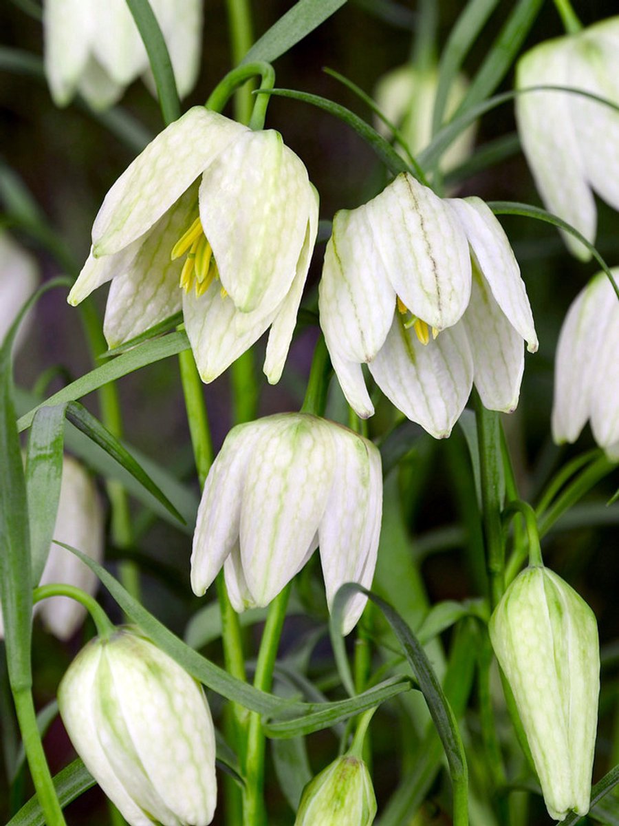 15x Fritillaria 'Fritillaria meleagris alba' - BULBi® Bloembollen met bloeigarantie
