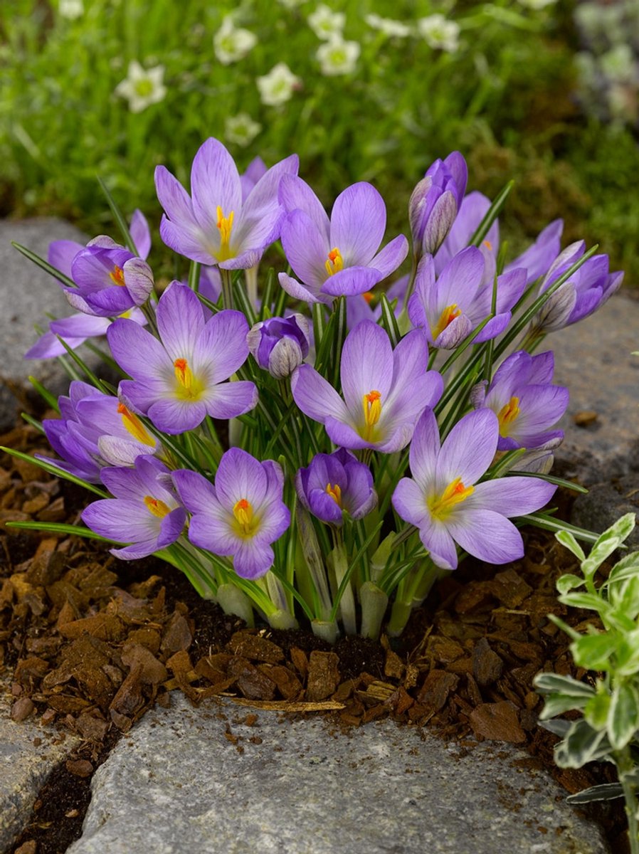 25x Crocus 'Zwanenburg etruscus' - BULBi® Bloembollen met bloeigarantie