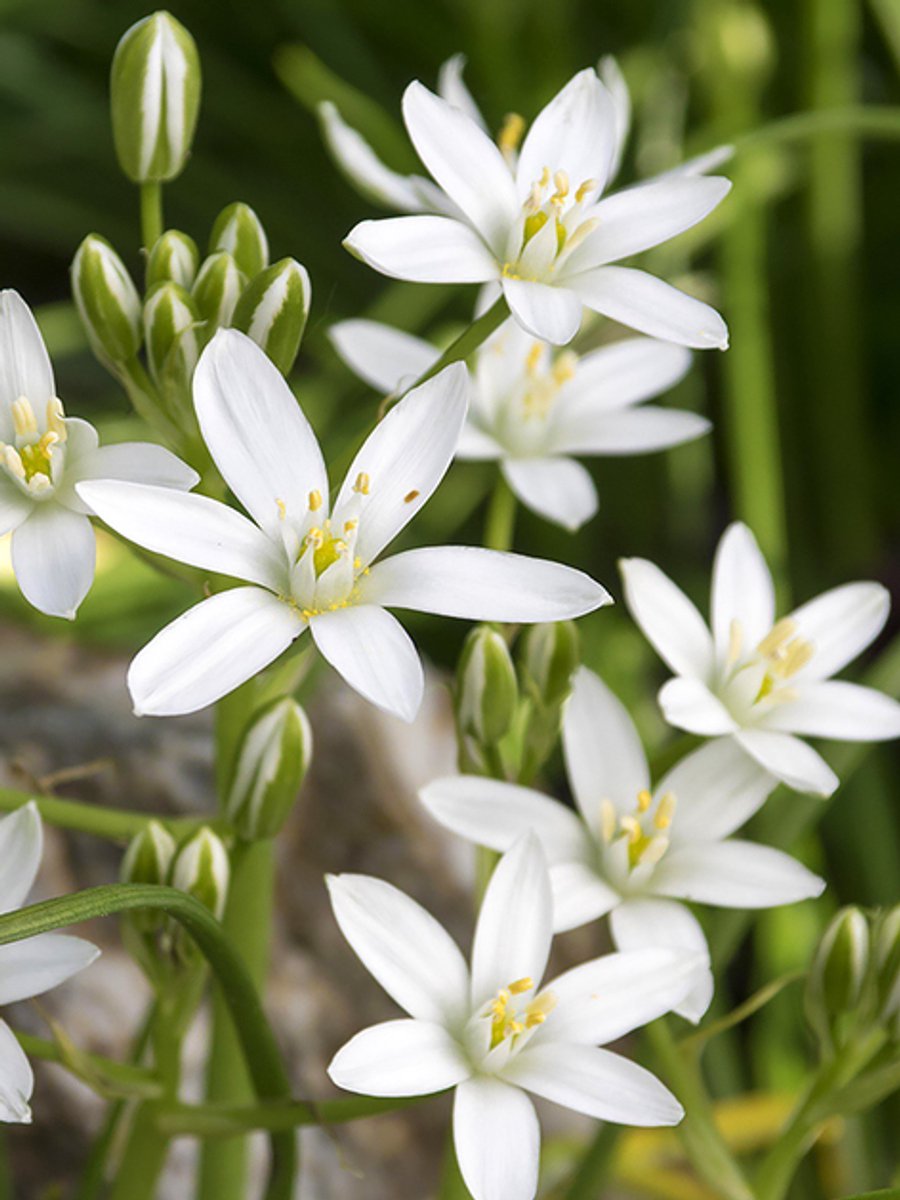 30x Vogelmelk 'Ornithogalum umbellatum' - BULBi® Bloembollen met bloeigarantie