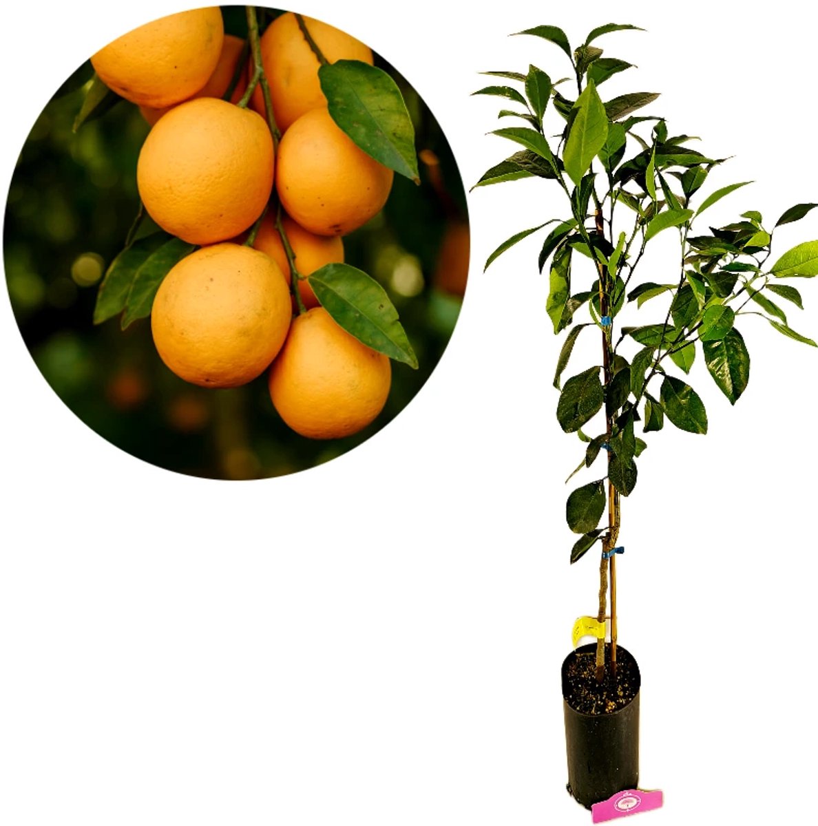 Citrus sinensis 'Navelina', Navel sinaasappel, 3 liter pot