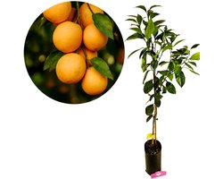 Citrus sinensis 'Navelina', Navel sinaasappel, 3 liter pot