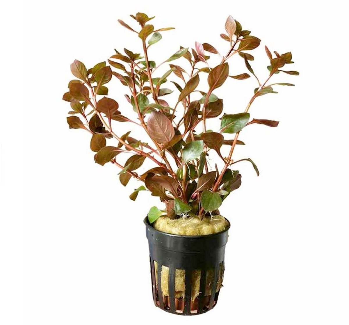 AQUAlook Ludwigia Repens Diamond red in 5 cm pot - Rood