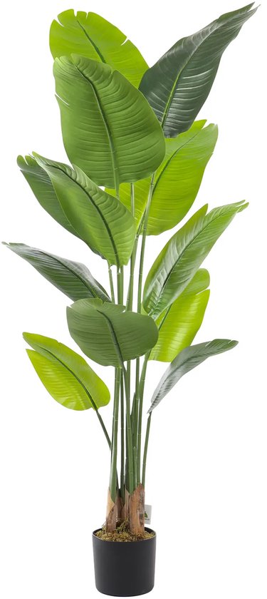 zimmerpflanze flamingoblume Weie Flamingoblume kaufen | Anthurium