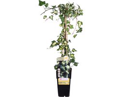 Hello Plants Hedera Colchica Dentata Variegata Klimop - Klimplant - Ø 15 cm - Hoogte: 65 cm