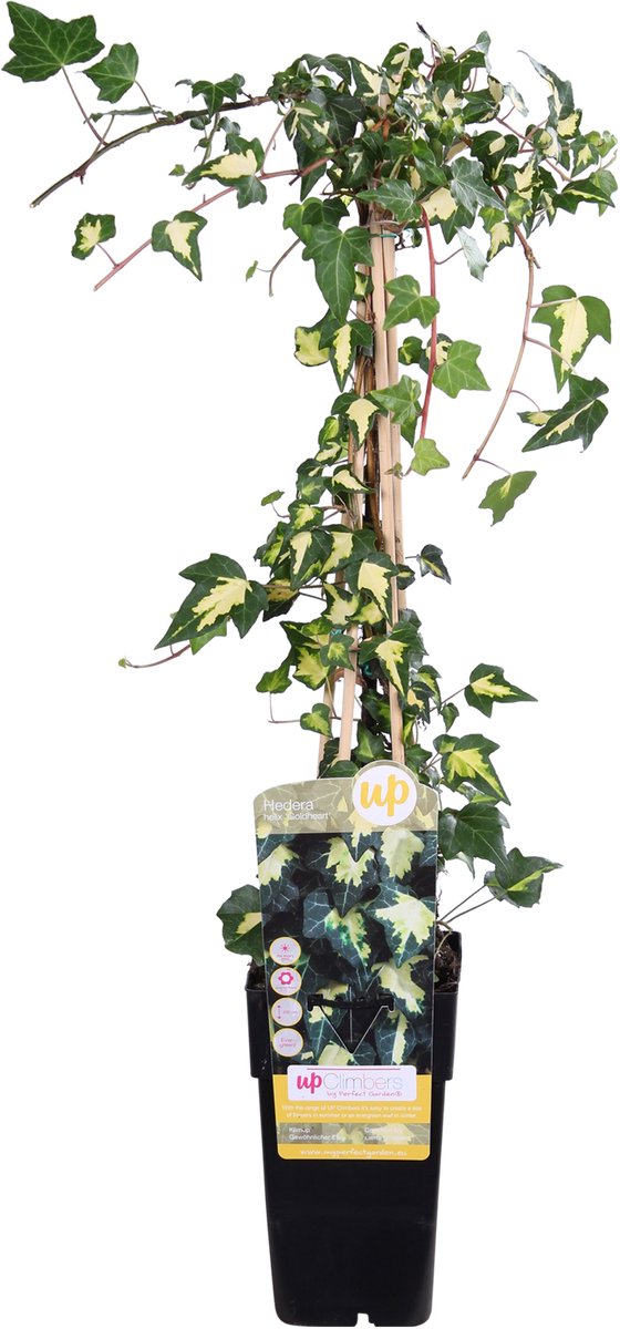 Hello Plants Hedera Colchica Dentata Variegata Klimop - Klimplant - Ø 15 cm - Hoogte: 65 cm