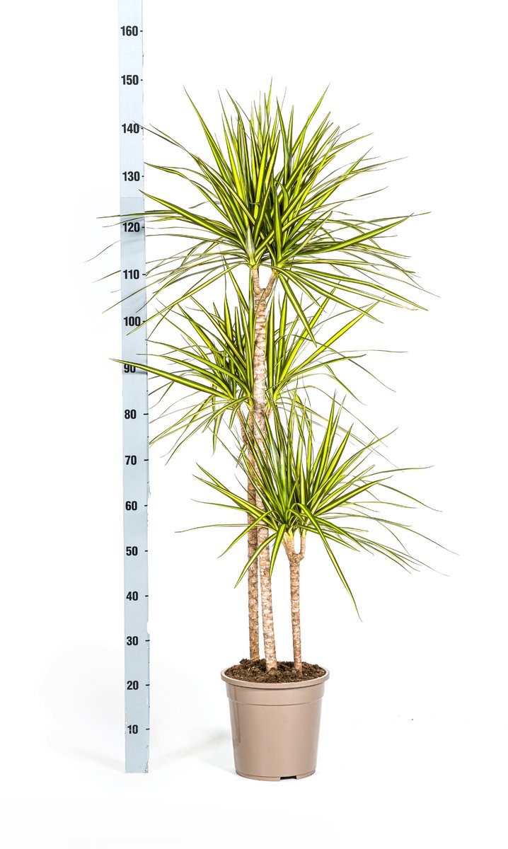 Dracaena Marginata Sunray Ø24cm - 140cm