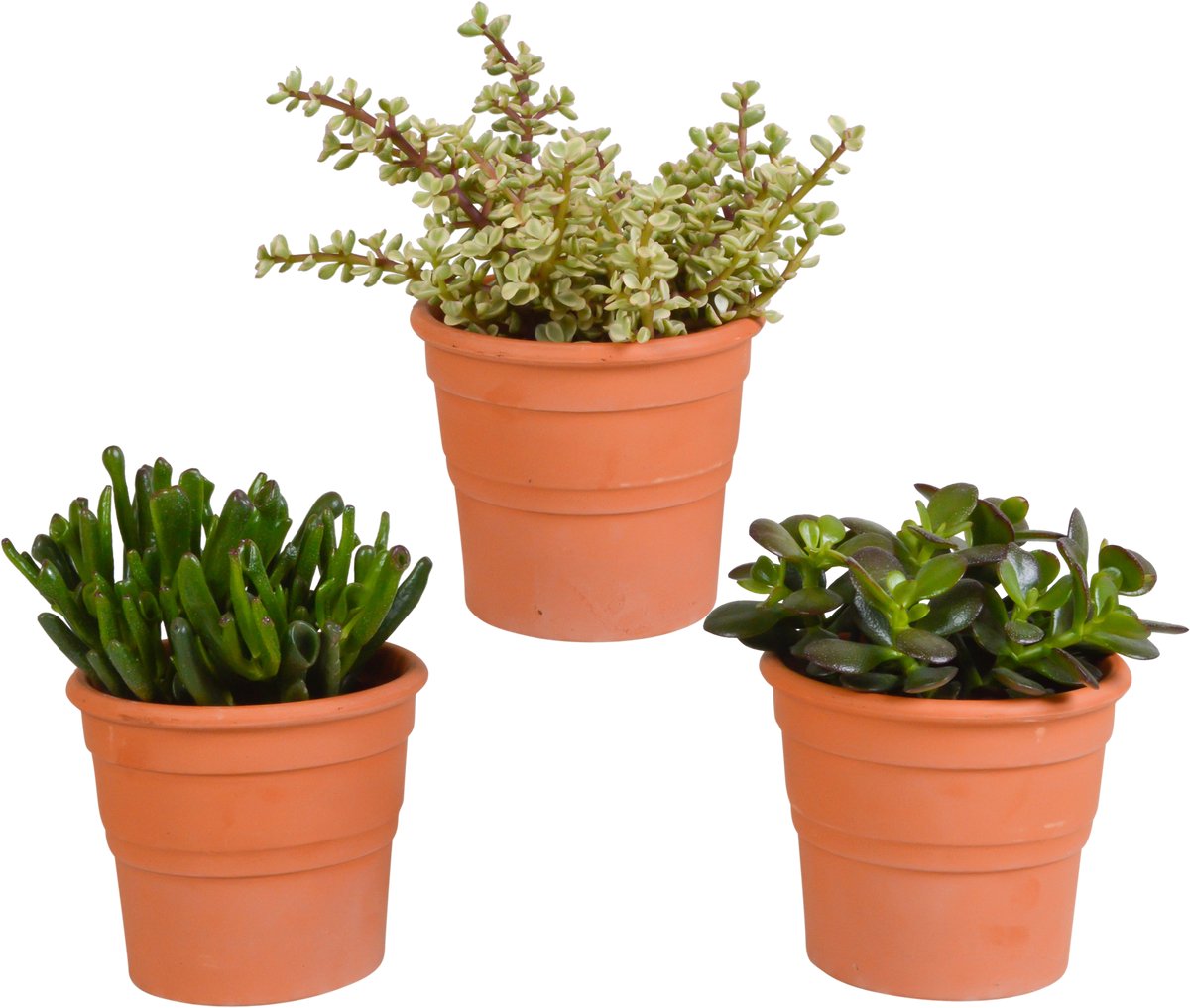 Crassula mix 10.5 cm in terracotta pot | 3 stuks