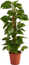 Bloomique - Epipremnum Aureum - Met Mosstok - Drakenklimop - Klimplanten - Kamerplanten - Luchtzuiverend - Hoogte 70-90 cm - Pot 19 cm