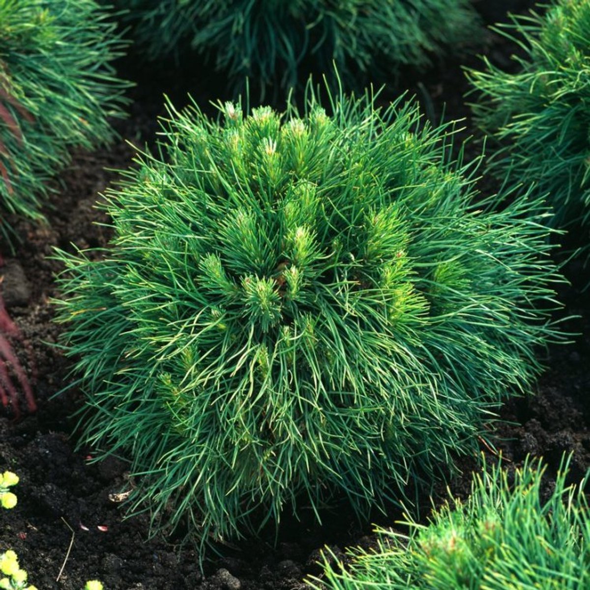 Plants Online BV - Planten - Haagplanten - Coniferen - Tuinplanten - Sier coniferen - Set van 1 - Bergden 'Varella'