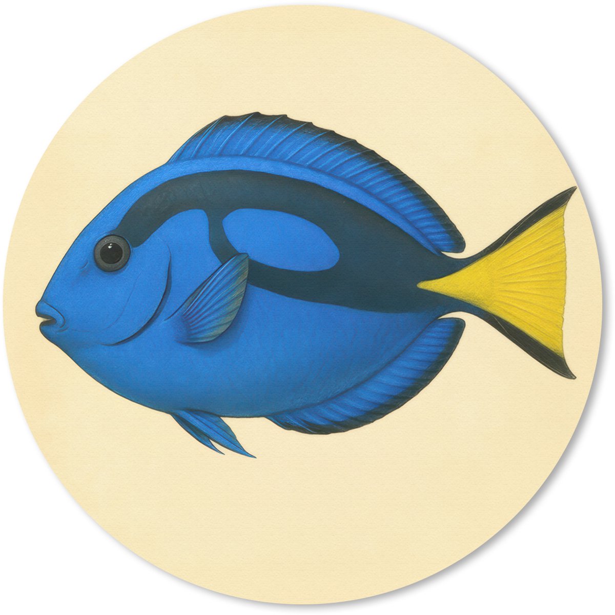 Muismat rond 20x20 cm - Mousepad Blauw - Dory - Vis - Staartvin - Ronde muismatten