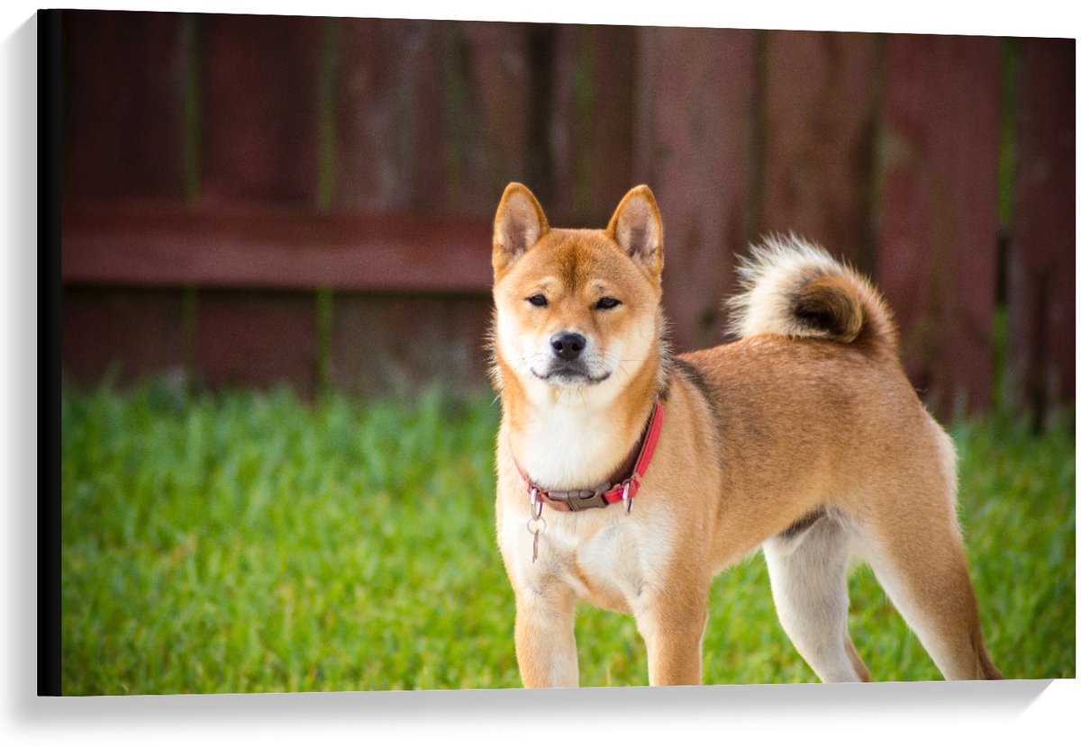 Canvas - Shiba Inu Hond met Gras - 90x60cm Foto op Canvas Schilderij (Wanddecoratie op Canvas)
