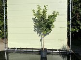 Citroenboom maat L 160 cm