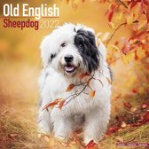 Old English Sheepdogs - Bobtails 2022 - Kalender 2022