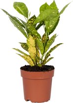 Codiaeum 'Zonnige ster' | Croton - Kamerplant in kwekerspot ⌀12 cm - ↕15-25 cm