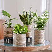 4x Makkelijke kamerplanten - Mix incl. sierpotten - Sansevieria Chamaedorea Strelitzia Asplenium - Luchtzuiverend - ↑ 25-50 cm - Pot-Ø14-18cm