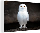 Snowy Owl Canvas 120x80 cm - Tirage photo sur toile (Décoration murale salon / chambre) / Peintures sur toile Animaux