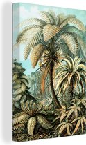 Canvas Schilderij Palmboom - Ernst Haeckel - 60x90 cm - Wanddecoratie