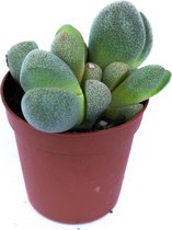 Gespleten steen  Ø 6cm  Pleiospilos Nelii  Splitrock