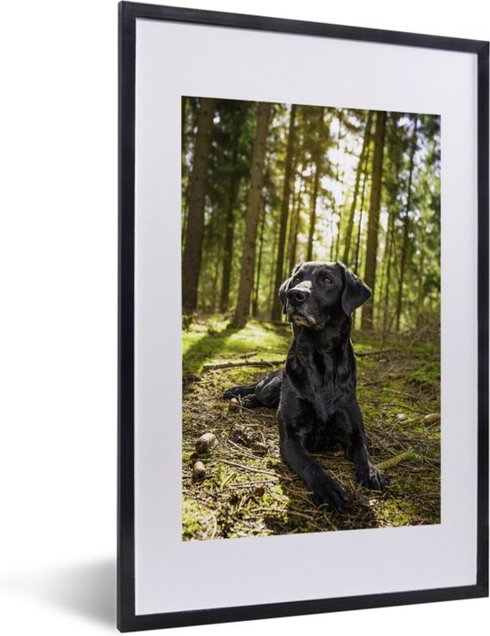 Fotolijst incl. Poster - Zonnestralen langs een Labrador Retriever in het bos - 40x60 cm - Posterlijst