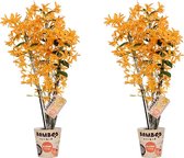 Orchideeën van Botanicly – 2 × Bamboe Orchidee – Hoogte: 50 cm, 3 takken – Dendrobium nobile Firebird