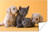 Poster Puppy - Kitten - Dieren - 30x20 cm
