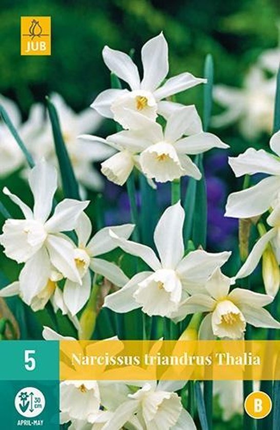 Narcissus triandrus Thalia - Jonquille botanique - lot de 5 pièces | bol.com