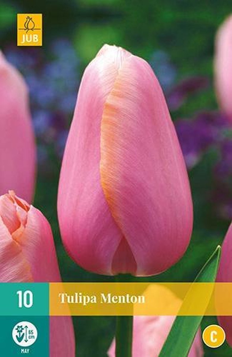 X 10 Tulipa Menton