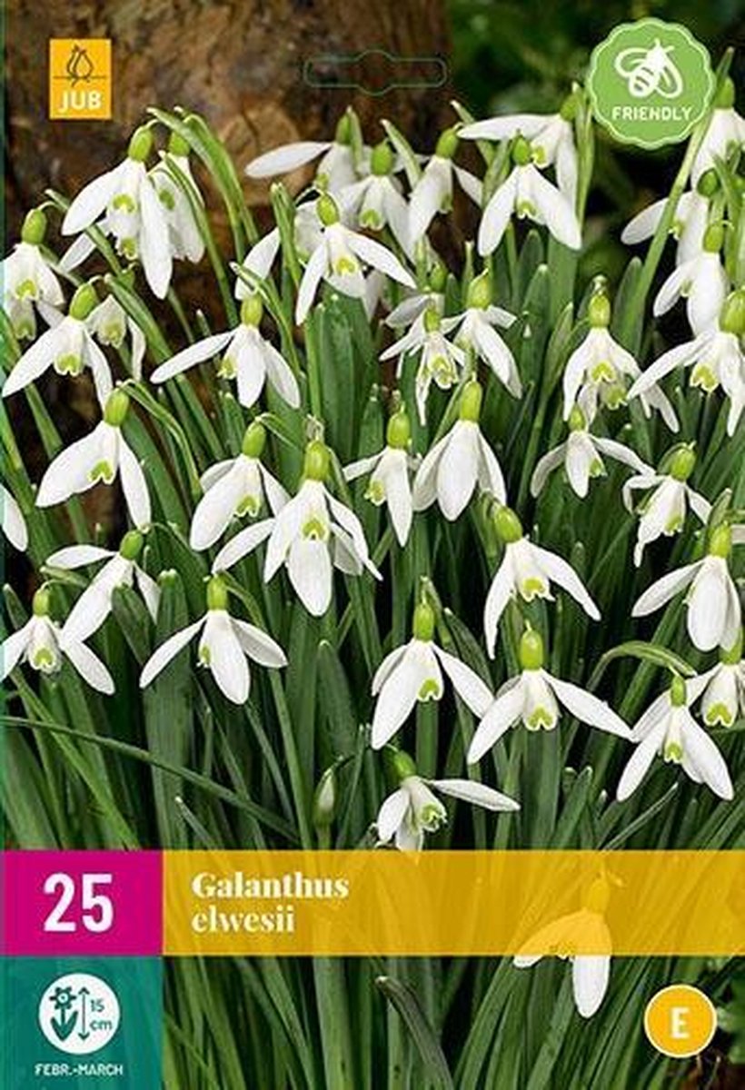 Jub Holland - bloembollen - Galanthus elwesii - maat 5/6 - 25 stuks