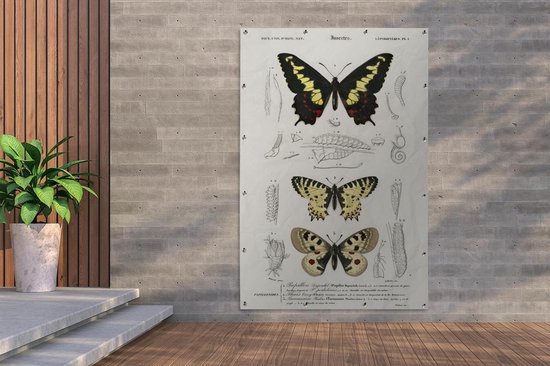 Décoration murale Papillon - Vintage - Insectes - 120x180 cm - Affiche de jardin - Toile de jardin