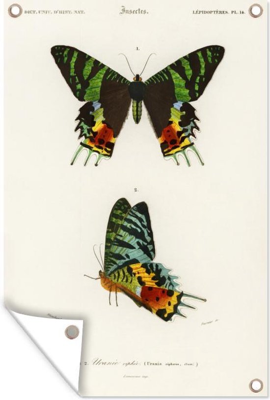 Poster Tissu Larrousse "Pour Tous Papillon" - Affiche Vintage Déco Rétro Art