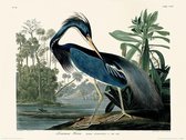 Poster - John James Audubon Louisiana Heron - 40 X 30 Cm - Multicolor