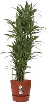 Dracaena Warneckei - Drakenboom - Luchtzuiverende Kamerplant - Met Elho® Greenville Bloempot - ø27cm - 120cm