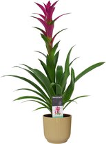 FloraExpert - Guzmania - 60 Cm - Ø 14