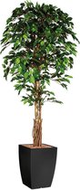 HTT - Kunstplant Ficus in Genesis vierkant antraciet H210 cm