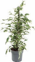 Kamerplant van Botanicly – Treurvijg – Hoogte: 70 cm – Ficus benjamina Twilight