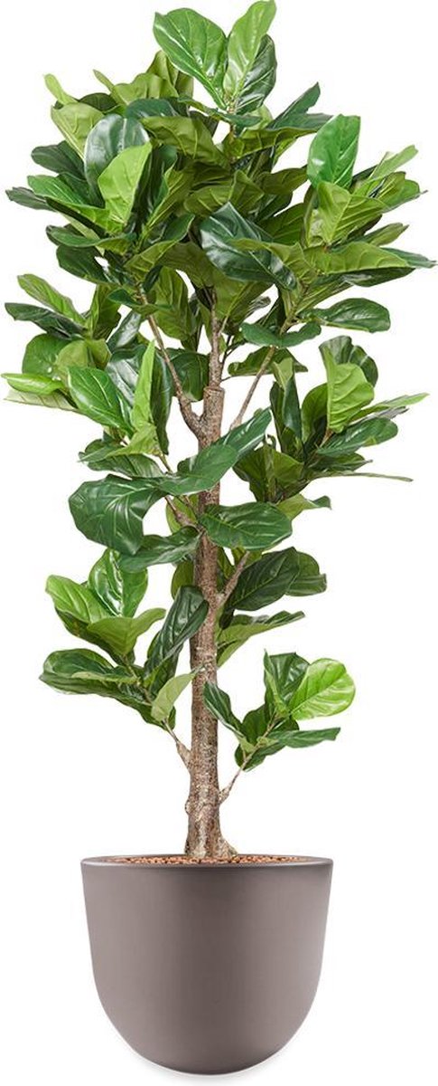 HTT Decorations HTT - Kunstplant Ficus Lyrata in Eggy taupe H200 cm Groen