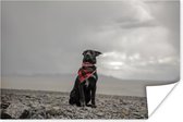 Poster Hond - Strand - Wolk - 30x20 cm