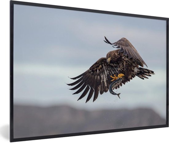 Cadre photo avec affiche - Pygargue à tête blanche attrape un poisson - 30x20 cm - Cadre pour affiche